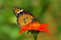 Butterfly on a flower Royalty Free Stock Photo