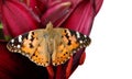 Butterfly on a flower. beautiful butterfly painted lady on flower isolated on a white. copy spaces. butterfly and lily Royalty Free Stock Photo