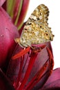 Butterfly on a flower. beautiful butterfly painted lady on flower isolated on a white. copy spaces. butterfly and lily Royalty Free Stock Photo
