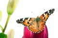 Butterfly on a flower. beautiful butterfly painted lady on flower isolated on a white.  butterfly and lily Royalty Free Stock Photo