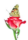 Butterfly on a flower. beautiful butterfly painted lady on flower isolated on a white. copy spaces. rose and butterfly Royalty Free Stock Photo