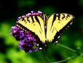 Butterfly on a flower