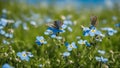 butterfly on flower A beautiful summer or spring meadow with blue flowers of forget me nots and two flying butterflies. Royalty Free Stock Photo