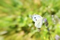 Butterfly on the flower. Royalty Free Stock Photo