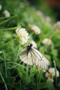 Butterfly on flower