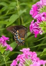 Butterfly Flower 3