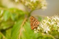 Butterfly on flower with blurry green background