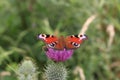 Butterfly and flower in nature of Germany