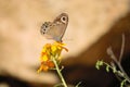 Butterfly and flower