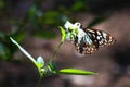 Butterfly on a Flower