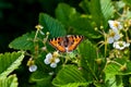 Butterfly on a flower. A butterfly pollinates a strawberry flower. The process of pollination of flowers