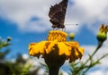 Butterfly on flower Royalty Free Stock Photo