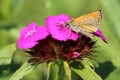 The butterfly on the flower carnation Royalty Free Stock Photo