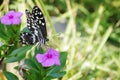 Butterfly on flower close up signifying spring and nature. A black and white common lime butterfly