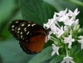 Butterfly on flower, Close-up of a Tithorea tarricina butterfly on white tropical flower Royalty Free Stock Photo