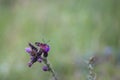 Butterfly on flower Royalty Free Stock Photo