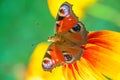 Butterfly on a flower