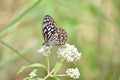 butterfly on flower collecting necter isolated Royalty Free Stock Photo