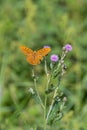 Butterfly on flower. Colorful butterfly on flower