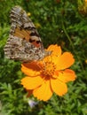 Butterfly flower colour nature honey Ã°Å¸ÂÂ¯ hardwork sunbath