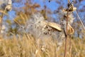 Butterfly flower or common milkweed (Asclepias syriaca) pods with seeds. Royalty Free Stock Photo