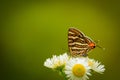 Butterfly on a flower. common silverline butterfly cigaritis vulcanus .