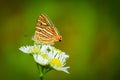 Butterfly on a flower. common silverline butterfly cigaritis vulcanus .