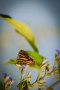 Butterfly on a flower. common silverline butterfly cigaritis vulcanus .