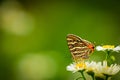 Butterfly on a flower. common silverline butterfly cigaritis vulcanus .