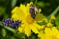 A butterfly on the Flower of Cota tinctoria golden marguerite, yellow chamomile, or oxeye chamomile Royalty Free Stock Photo