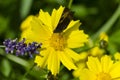 A butterfly on the Flower of Cota tinctoria golden marguerite, yellow chamomile, or oxeye chamomile Royalty Free Stock Photo