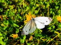 butterfly