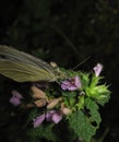 Butterfly on a flower drinking nectar Royalty Free Stock Photo