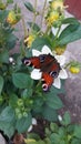 butterfly on a flower