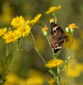 butterfly on the flower