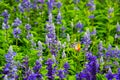 Butterfly in the flower fields Royalty Free Stock Photo