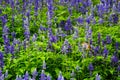 Butterfly in the flower fields Royalty Free Stock Photo