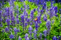 Butterfly in the flower fields Royalty Free Stock Photo