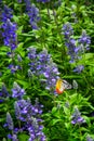 Butterfly in the flower fields Royalty Free Stock Photo