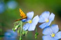 Butterfly on a flower flax Royalty Free Stock Photo