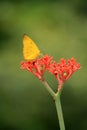 Butterfly and flower