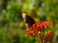 Butterfly on a flower Royalty Free Stock Photo