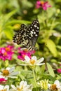 Butterfly in flower garden Royalty Free Stock Photo