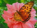 Butterfly on flower