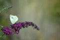Butterfly on flower in the garden Royalty Free Stock Photo