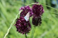 Butterfly flower grass green purple blue wings summer heat focus insect Royalty Free Stock Photo