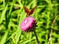 Butterfly on Flower: A Great Spangled Fritillary Speyeria cybele butterfly on the head of a pink milk thistle flower Royalty Free Stock Photo