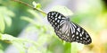 Butterfly on flower green leaf - ecology concept Royalty Free Stock Photo