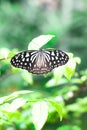 Butterfly on flower green leaf - ecology concept Royalty Free Stock Photo