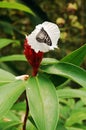 Butterfly on flower at Habitat Butterflies Conservation Center in Bohol, Philippines